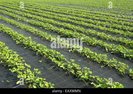 Righe di piantine di fragole in un campo di fattoria Foto Stock