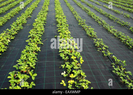 Righe di piantine di fragole in un campo di fattoria Foto Stock