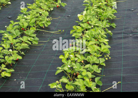 Righe di piantine di fragole in un campo di fattoria Foto Stock