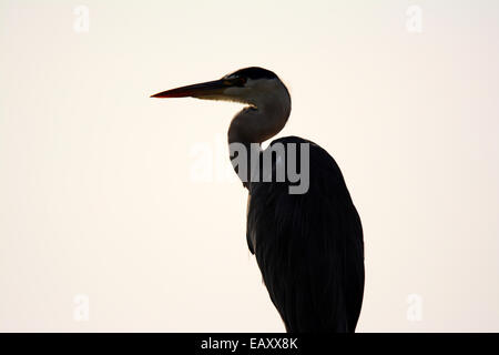 Airone cenerino, Ardea cinerea, Silhouette Foto Stock
