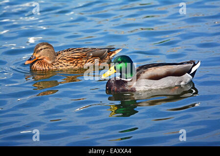 Mallard - maschio e femmina nuotare Foto Stock