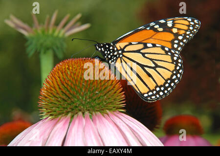 Farfalla monarca, alimentando su nectar Foto Stock