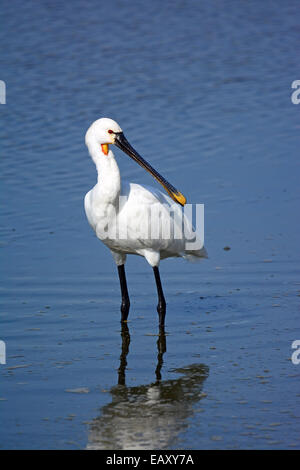 Eurasian spoonbill,spatola comune ,Platalea leucorodia Foto Stock