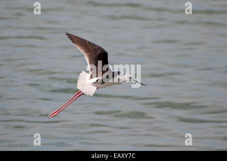 Bianco-guidato stilt ,Himantopus leucocephalus battenti su acqua Foto Stock