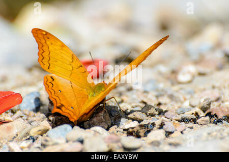 Cruiser butterfly (Vindula dejone) con orange dalla famiglia Nymphalidae avanzamento sul terreno Foto Stock