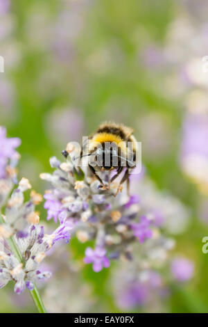 Bumblebee sui fiori di lavanda. Foto Stock