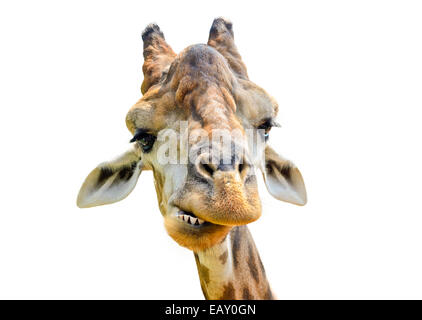 Testa della giraffa (Giraffa camelopardalis) su sfondo bianco Foto Stock