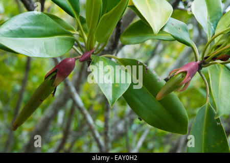 I germogli di mangrovia visto lungo la passeggiata di mangrovie al Golden Beach, Caloundra, Sunshine Coast, Queensland, Australia Foto Stock