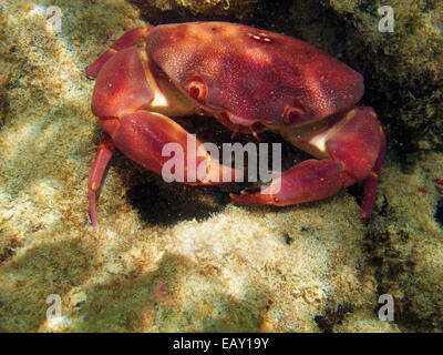 Il Granchio convessa ( Carpilius convexus ), Hanauma Bay Nature Preserve, Oahu, Hawaii, Stati Uniti d'America - underwater Foto Stock