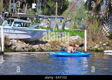 Una scimmia prances intorno a Bird Island, noto anche come Monkey Island, nel fiume Homosassa, Florida mentre un kayaker orologi Foto Stock