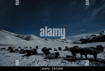 Campo nomadi con yak di notte sul plateau tibetano Foto Stock