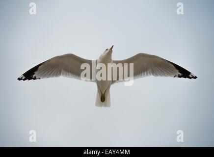 Seagull flying overhead Foto Stock