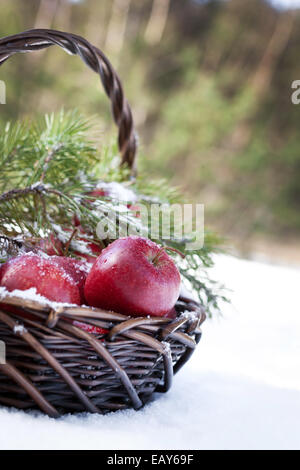 Cesto con mele rosse decorate ramo di abete, coperte di neve in natura inverno forest Foto Stock