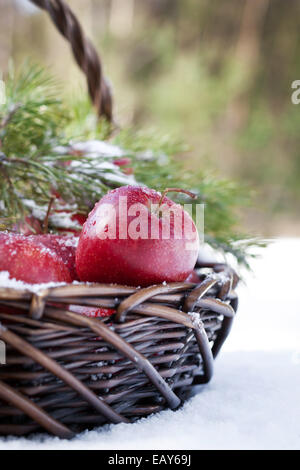 Cesto con mele rosse decorate ramo di abete, coperte di neve in natura inverno forest Foto Stock