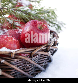 Cesto con mele rosse decorate ramo di abete, coperte di neve in natura inverno forest Foto Stock