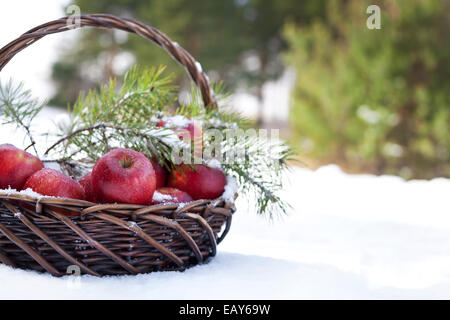 Cesto con mele rosse decorate ramo di abete, coperte di neve in natura inverno forest Foto Stock