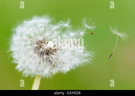 Semi di dente di leone su sfondo verde Foto Stock