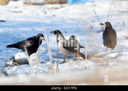 Corvus cornix, cornacchia mantellata è nella natura. Foto Stock