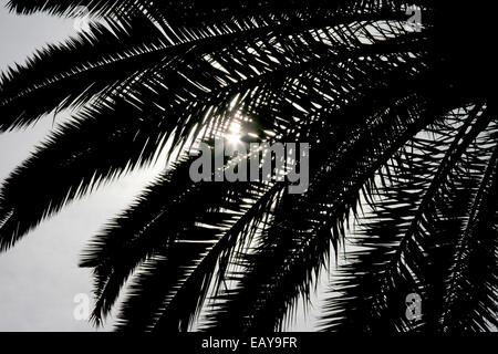 Palm tree foglie in silhouette con il sole che splende anche se le foglie, Valencia, Spagna. Foto Stock