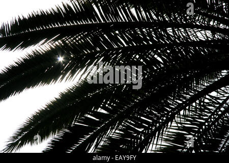 Palm tree foglie in silhouette con il sole che splende anche se le foglie, Valencia, Spagna. Foto Stock