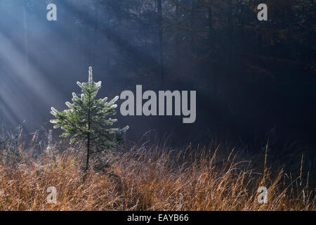 Raggi di sole del mattino nel Bosco nebbioso su piccolo albero di abete rosso Foto Stock