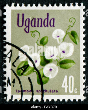 UGANDA - circa 1969: un timbro stampato in Uganda mostra Ipomoea spathulata fiore, con la stessa iscrizione, dalla serie 'Flusso Foto Stock