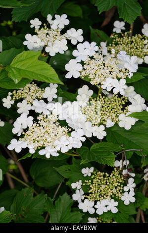 Viburnum opulus 'Viburno Rose' Foto Stock