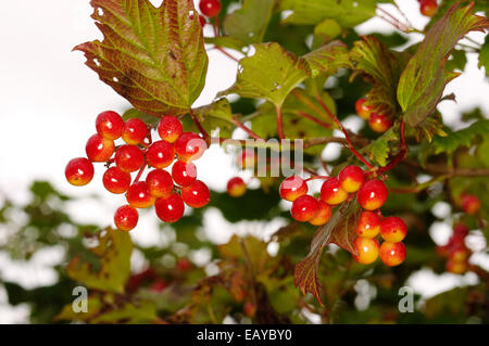 Viburnum opulus 'Viburno Rose' Foto Stock