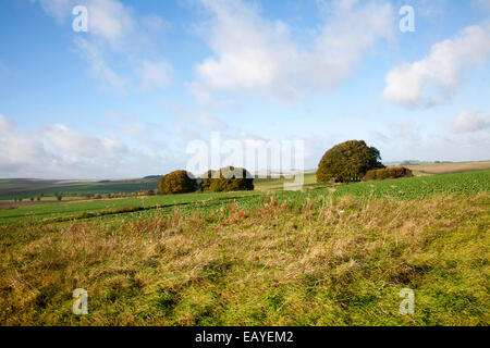 Chalk paesaggio dalla preistoria Ridgeway percorso di lunga distanza modo Overton Hill, Marlborough Downs, Wiltshire, Inghilterra, Regno Unito Foto Stock