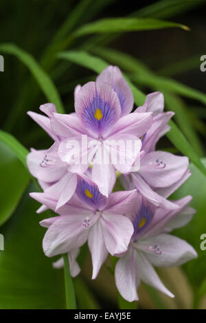 Eichhornia crassipes 'primari'. Giacinto di acqua fiore. Foto Stock