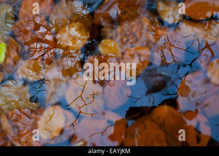 Carmarthenshire, Wales, Regno Unito. 22 Nov 2014. Novembre meteo Carmarthenshire consiste di cieli blu e docce con un abbondanza di bellezza in natura morente. Thorn i rami degli alberi e i bit di bracken sono riflesse in un trogolo di galleggianti di foglie di faggio nel giardino. Kathy deWitt/AlamyLiveNews Foto Stock