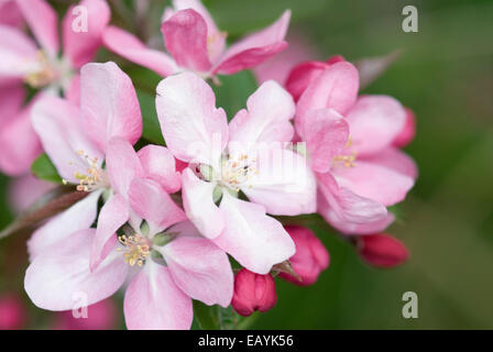 Giapponese CRABAPPLE TREE BLOSSOMS - MALUS FLORIBUNDA Foto Stock