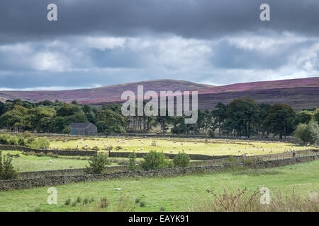 Heather copre trogolo di Bowland moor in Lancashire Foto Stock