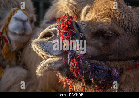 Esecuzione di animali a Southport, Merseyside, Regno Unito. 22 Novembre, 2014. Close-up di Giuseppe sorprendente divertente cammelli tirando facce. facendo Strane espressioni a Southport del grande Natale accendere. Foto Stock