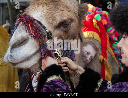 Esecuzione di animali a Southport, Merseyside, Regno Unito. 22 Novembre, 2014. Close-up di Giuseppe sorprendente divertente cammelli tirando facce. facendo Strane espressioni a Southport del grande Natale accendere. Foto Stock