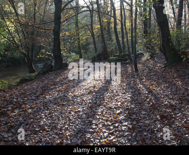 Bright sole che splende attraverso gli alberi, con luce dorata, colpendo le ombre e caduta foglie, nel Priorato di boschetti, Brecon Foto Stock