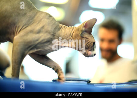 Sao Paulo, Brasile. 22 Novembre, 2014. Un gatto prende parte durante un internazionale gatto di razza mostra promossa dal brasiliano Cat Club a Sao Paulo il nov. 22, 2014. Circa 300 gatti prendere parte durante l'evento. Credito: Rahel Patrasso/Xinhua/Alamy Live News Foto Stock