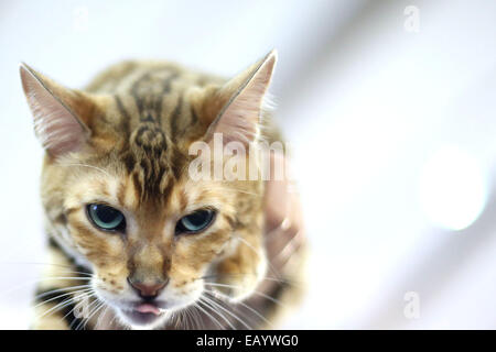 Sao Paulo, Brasile. 22 Novembre, 2014. Un gatto prende parte durante un internazionale gatto di razza mostra promossa dal brasiliano Cat Club a Sao Paulo il nov. 22, 2014. Circa 300 gatti prendere parte durante l'evento. Credito: Rahel Patrasso/Xinhua/Alamy Live News Foto Stock