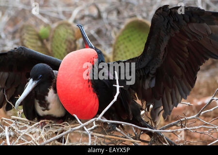 Frigate Bird giovane, North Seymour, Isole Galapagos Foto Stock