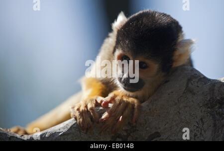 Scimmia di scoiattolo godendo il sole Foto Stock