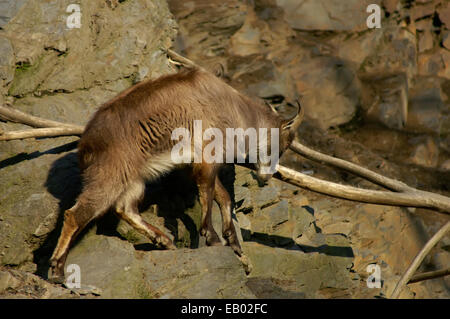 Il tahr himalayano, Hemitragus jemlahicus Foto Stock