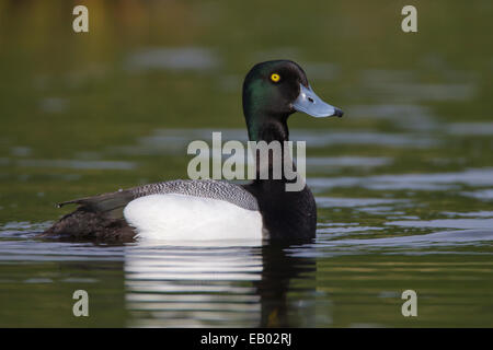 Maggiore Scaup - Aythya marila - maschio Foto Stock