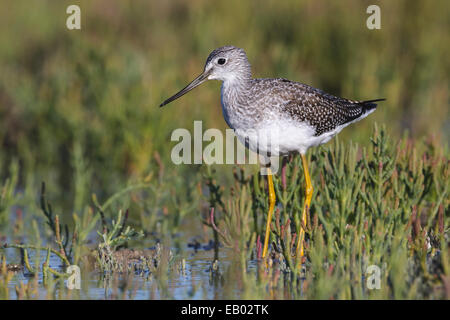 Maggiore - Yellowlegs Tringa melanoleuca - bambino Foto Stock