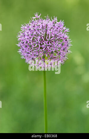 ALLIUM - ALLIUM GIGANTEUM Foto Stock