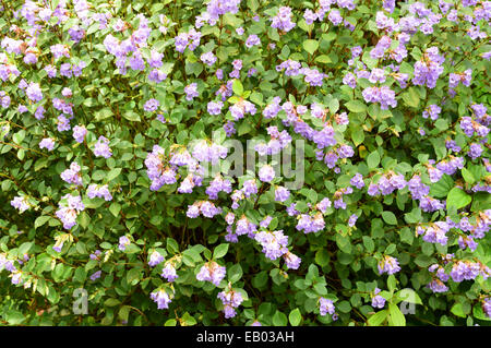 Fiori Neelakurinji in colline di Munnar Kerala India Strobilanthes kunthiana fiore Foto Stock