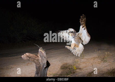 Grande Gufo cornuto Bubo virginianus Tucson, Arizona, Stati Uniti 3 novembre adulto con Cactus Mouse (Peromyscus eremicus). Foto Stock