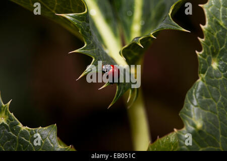 Lady bug appeso su una foglia, Marin County, California, Stati Uniti d'America. Foto Stock