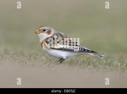 Snow Bunting - Plectrophenax nivalis Foto Stock