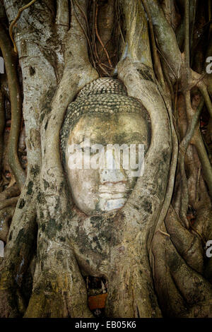 Testa di Buddha dalle rovine di un antico tempio abbandonato di Wat Mahathat, intrecciano entro le radici di un albero. Celebre monumento di Foto Stock