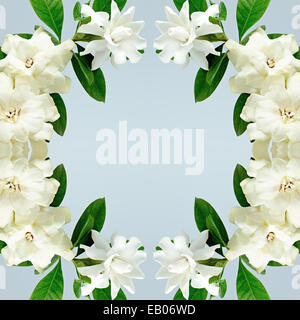 White Gardenia fiore o Cape Jasmine (Gardenia jasminoides), isolata su uno sfondo blu Foto Stock